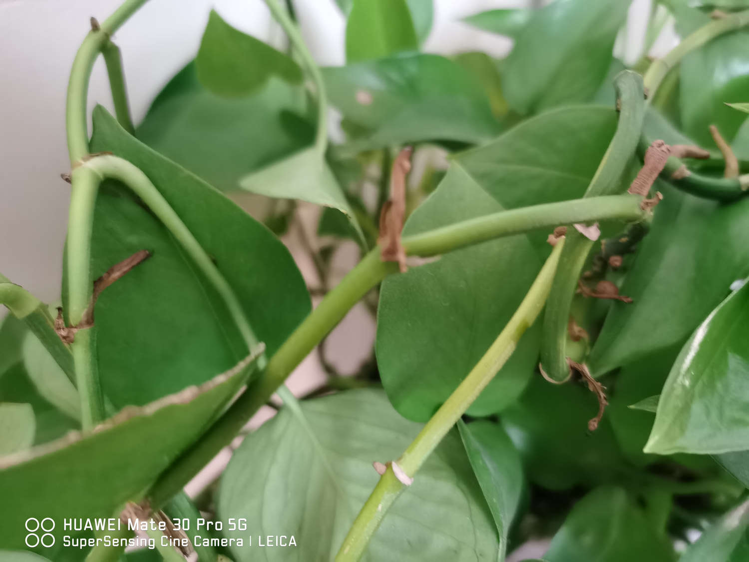 最好养的室内盆栽植物有哪些