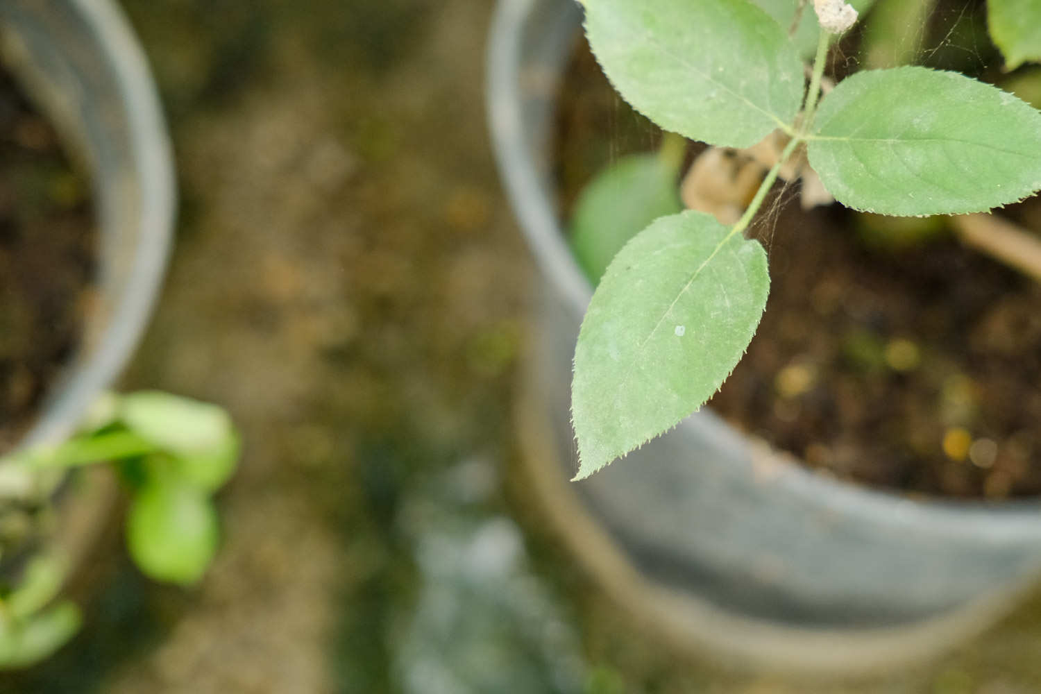 月季花的养殖方法和注意事项