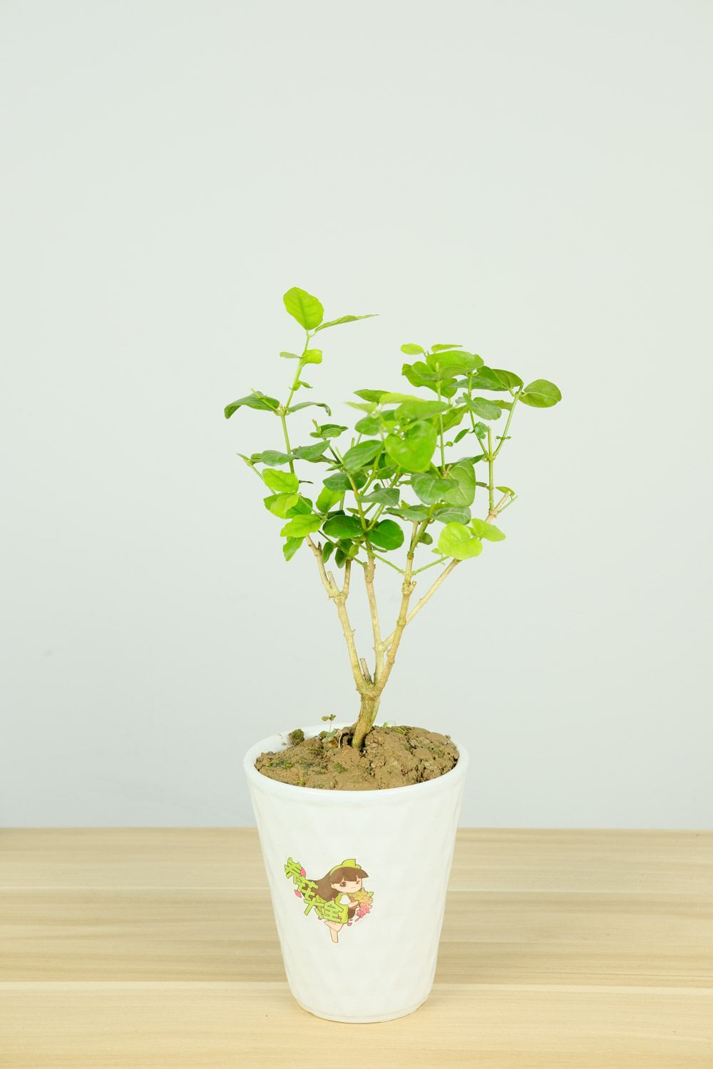 茉莉花可以水培生根吗