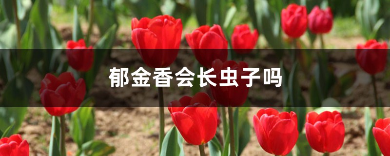 郁金香會(huì)長(zhǎng)蟲子嗎，郁金香病蟲害