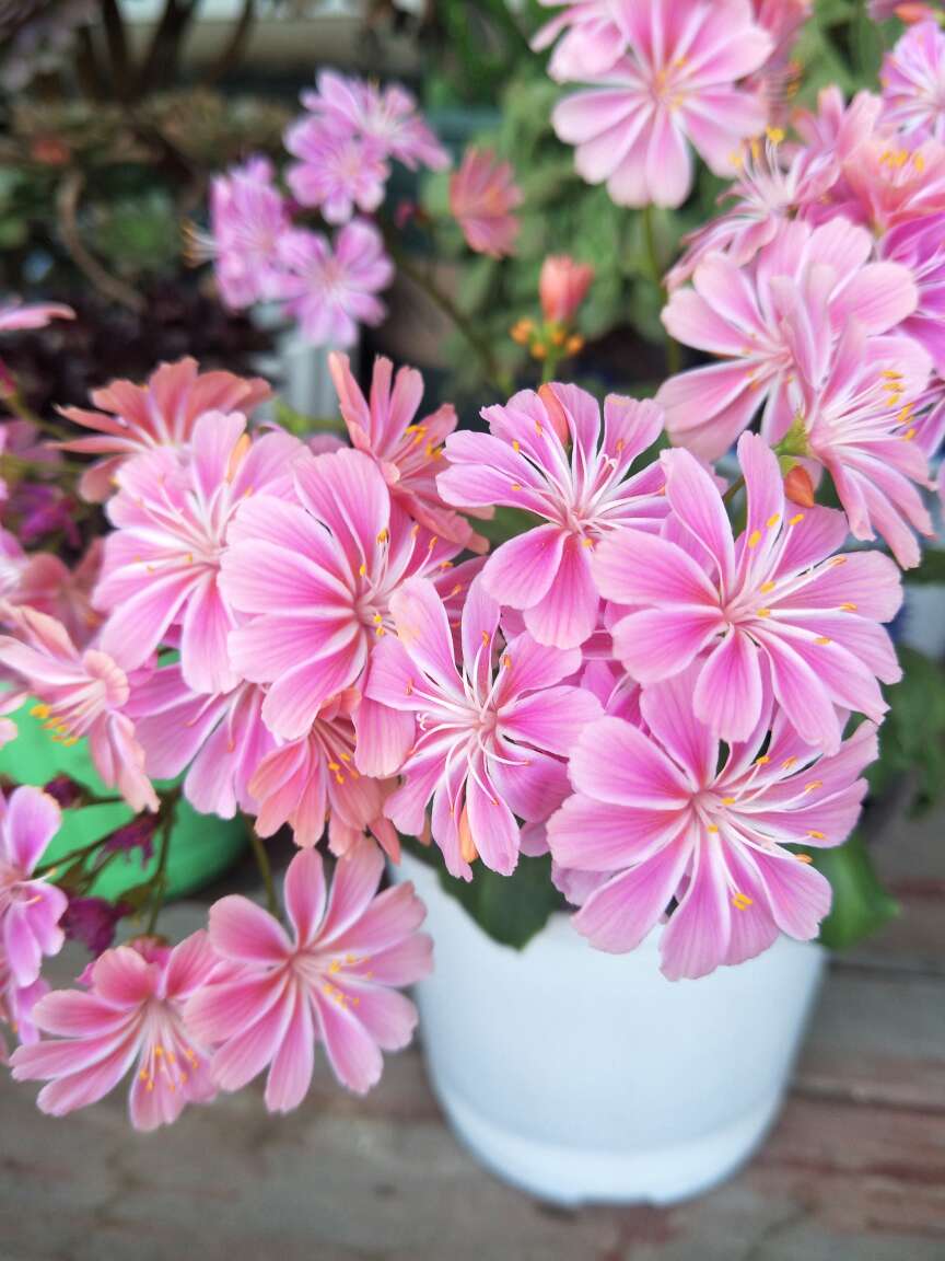 露薇花图片