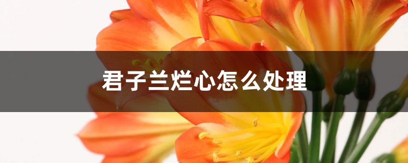 君子兰烂心怎么处理，烂根怎么处理