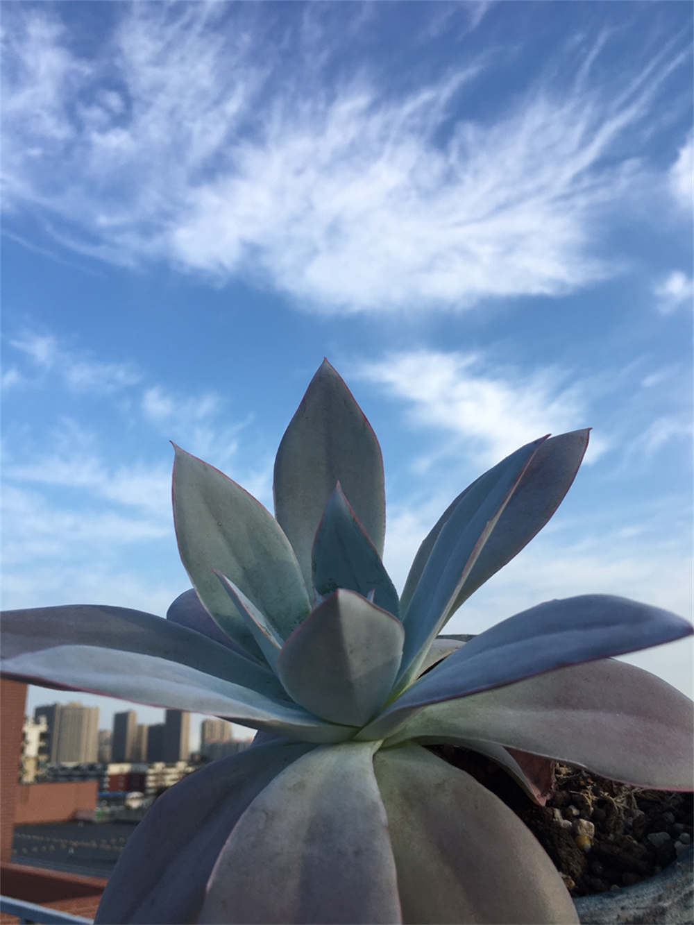 广寒宫图片