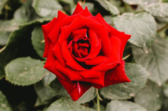 生日鲜花预定送什么花合适？