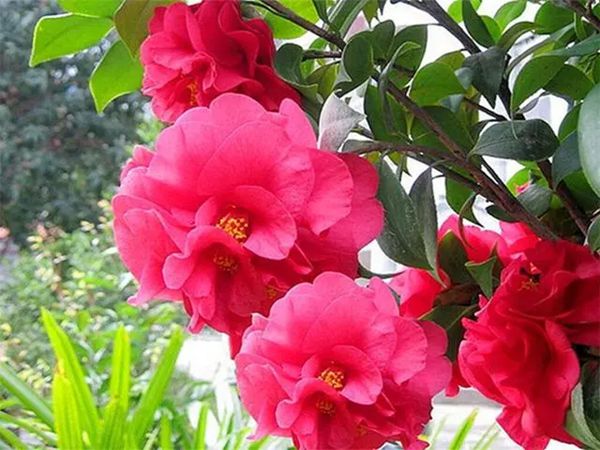 山茶花的寓意与形态