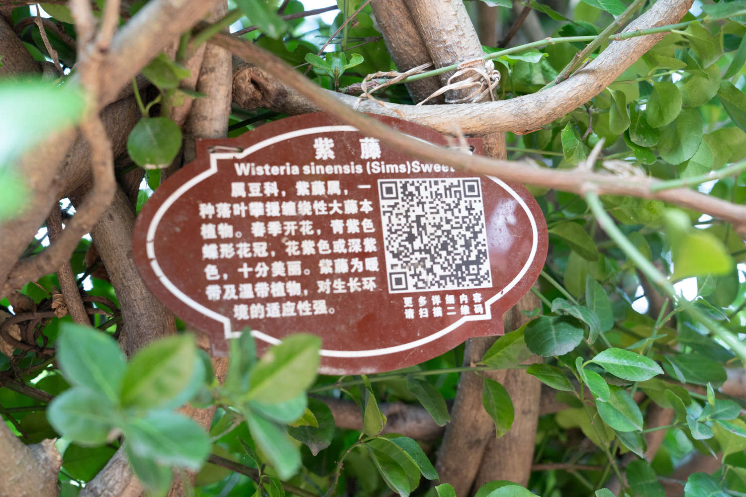 紫藤花盆景图片