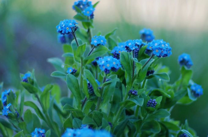 星辰花的花语与传说