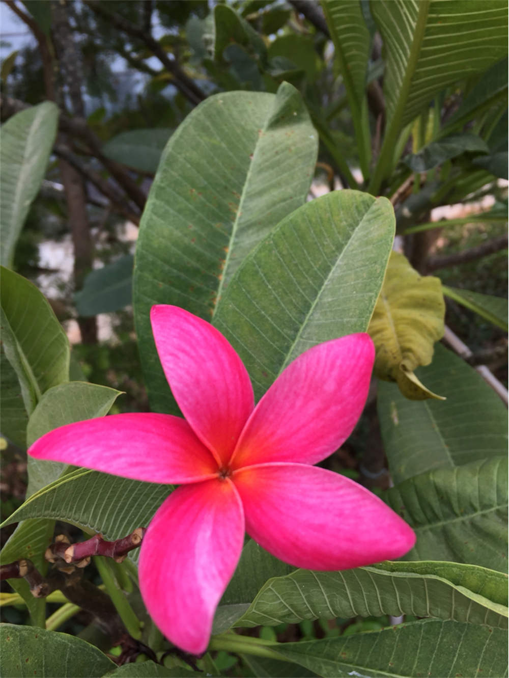 红鸡蛋花图片