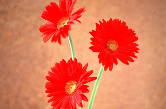 扶郎花和非洲菊是同一种花吗
