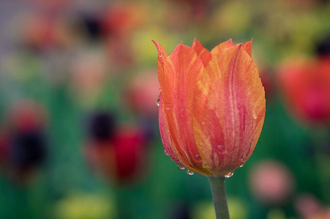 元旦节送女朋友什么花?