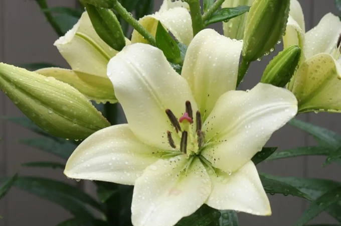 百合花的花语和故事