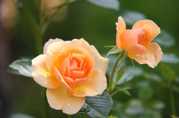 平安夜给女朋友送什么花?