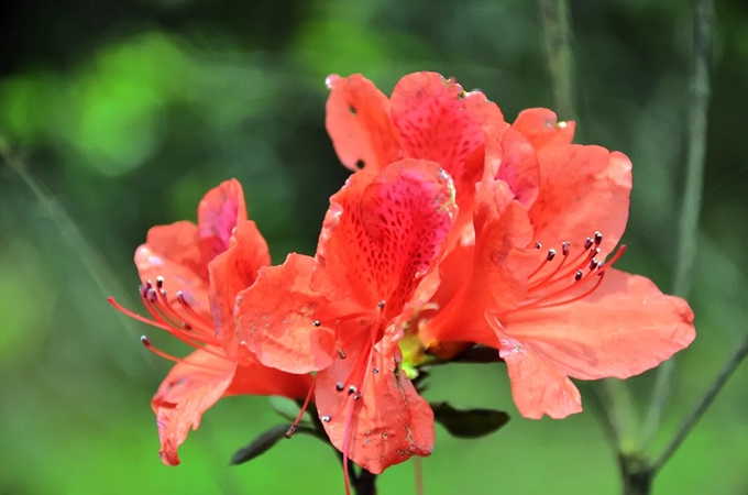 杜鹃花的传说和花语