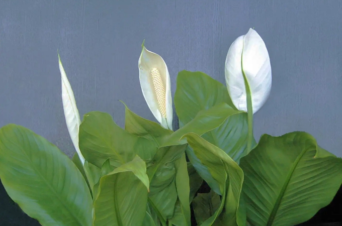 白鹤芋适合送谁？
