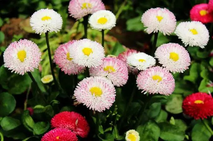 翠菊的花语与传说