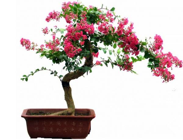 紫薇花盆景图片