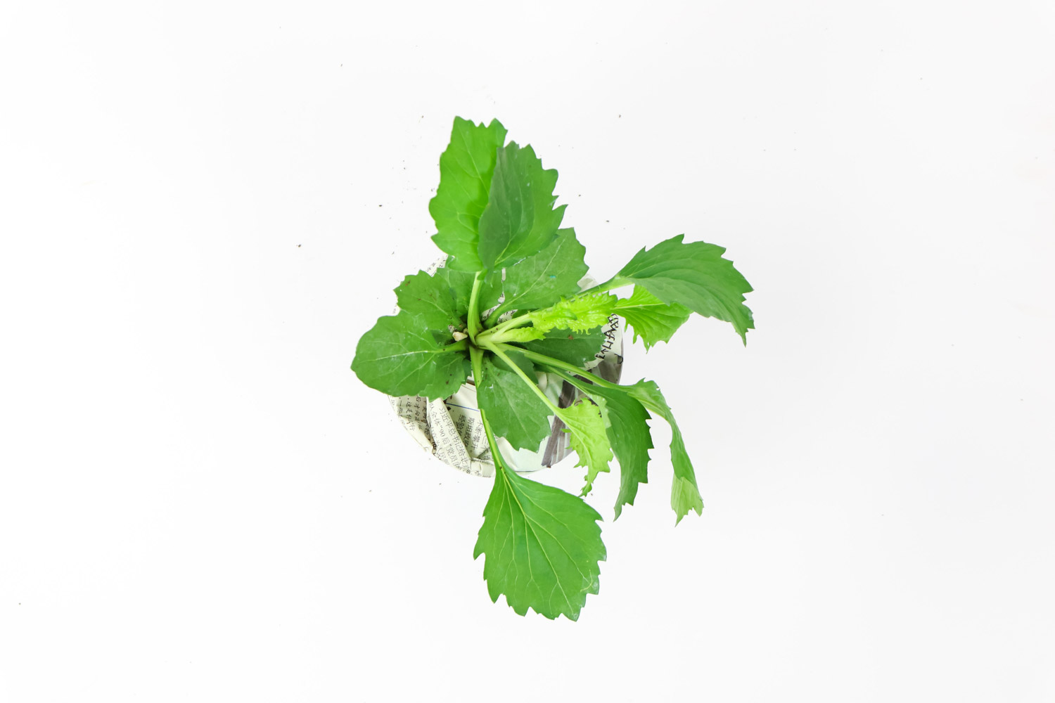 翠菊图片2