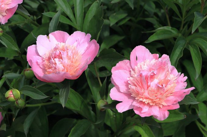 春节结婚送什么花？