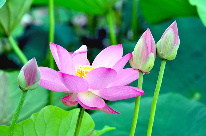 送荷花代表什么含义？