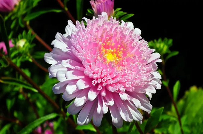 翠菊的花语，热恋之中