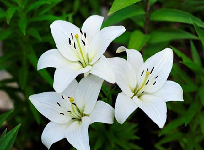 送百合花有哪些象征寓意？