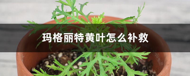 玛格丽特黄叶的原因和处理办法 玛格丽特黄叶的原因和处理办法