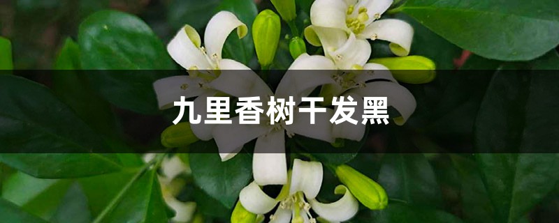 九里香树干发黑的原因 九里香树干发黑的原因