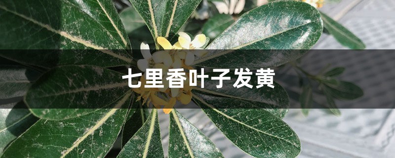 七里香黄叶的原因和处理办法 七里香黄叶的原因和处理办法