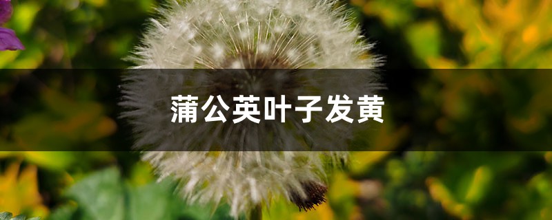 蒲公英黄叶的原因和处理办法 蒲公英黄叶的原因和处理办法