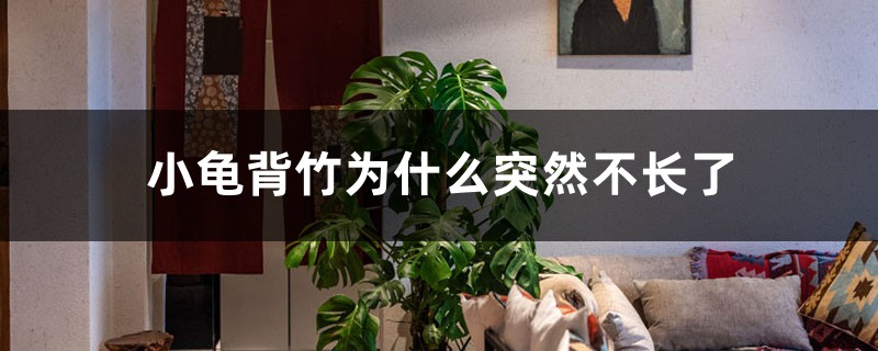 小龟背竹为什么突然不长了 小龟背竹为什么突然不长了