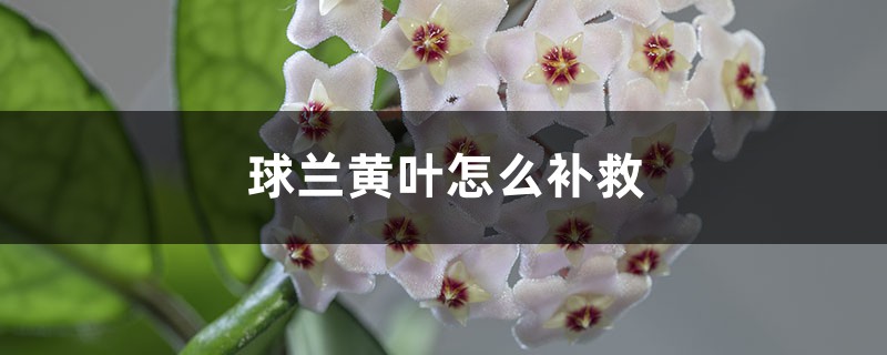 球兰黄叶的原因和处理办法 球兰黄叶的原因和处理办法