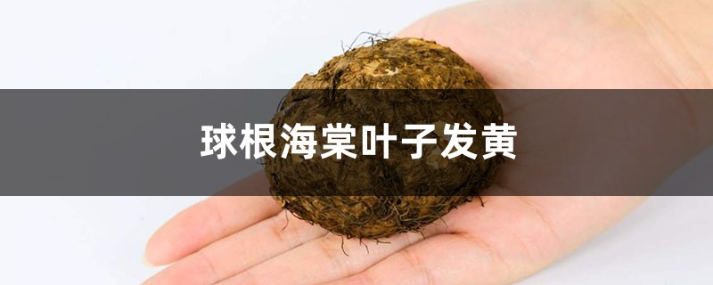 球根海棠黄叶的原因和处理办法 球根海棠黄叶的原因和处理办法