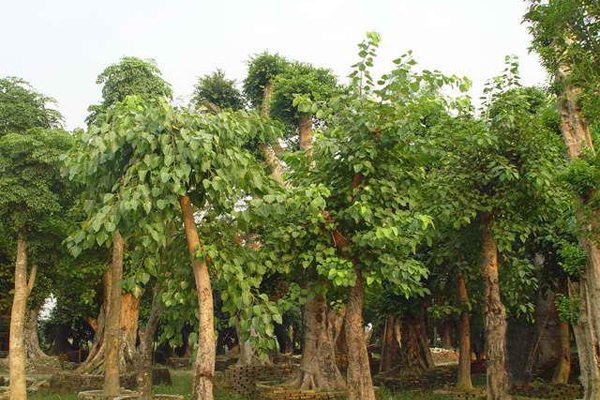 菩提树的病虫害防治 菩提树的病虫害防治