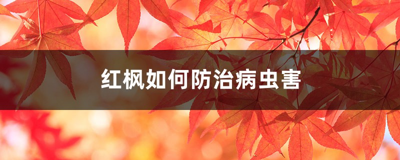 红枫的病虫害防治,这样做再不用发愁! 红枫的病虫害防治,这样做再不用发愁!