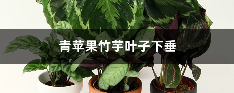 青苹果竹芋叶子下垂怎么办 青苹果竹芋叶子下垂怎么办