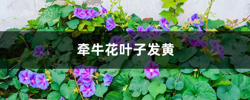 牵牛花黄叶的原因和处理办法 牵牛花黄叶的原因和处理办法