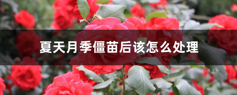 夏天月季僵苗后该怎么处理 夏天月季僵苗后该怎么处理