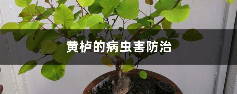 黄栌的病虫害防治 黄栌的病虫害防治
