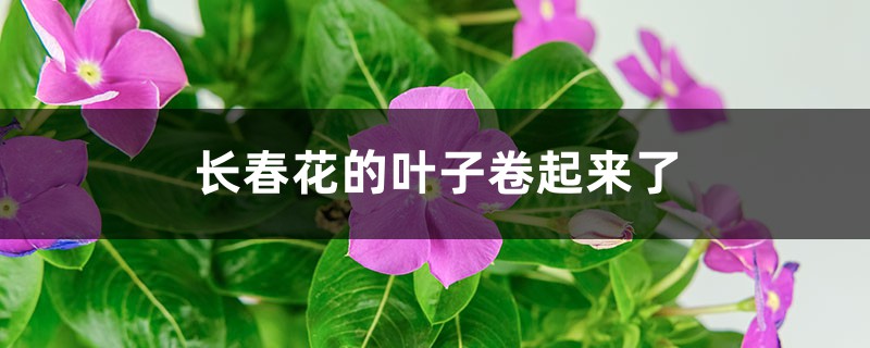 长春花的叶子卷起来了怎么办 长春花的叶子卷起来了怎么办