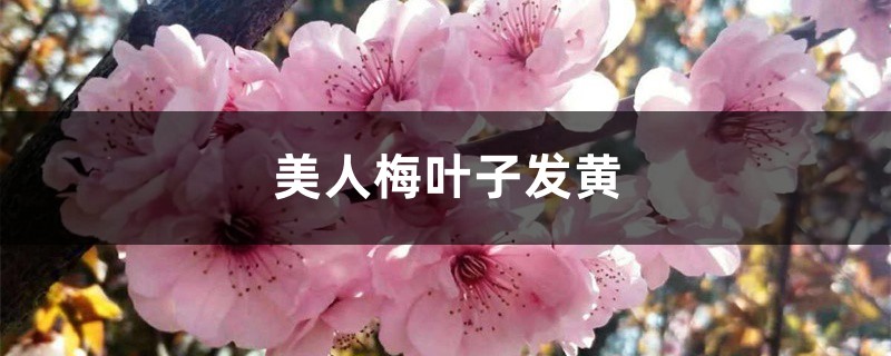 美人梅黄叶怎么补救 美人梅黄叶怎么补救