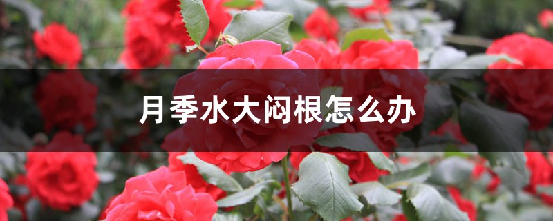 月季水大闷根怎么办 月季水大闷根怎么办