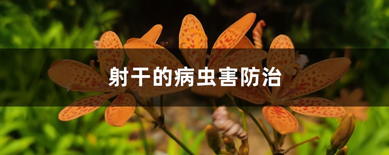 射干的病虫害防治 射干的病虫害防治