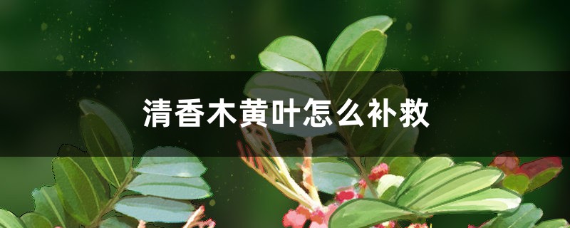 清香木黄叶的原因和处理办法 清香木黄叶的原因和处理办法