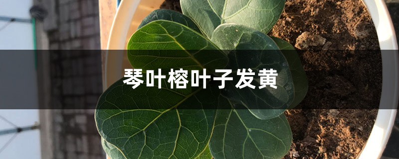 琴叶榕黄叶的原因和处理办法 琴叶榕黄叶的原因和处理办法