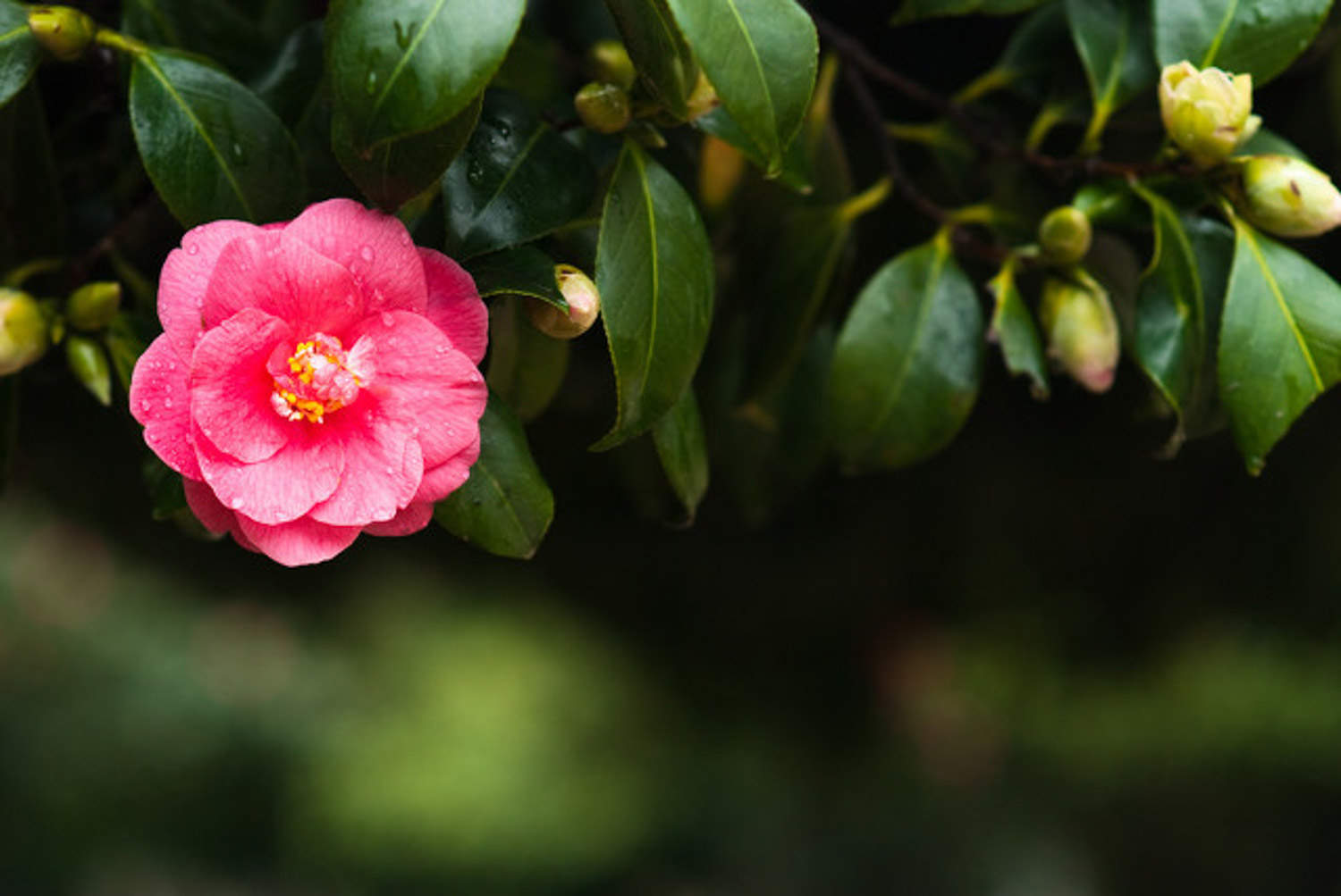 钦州适合养什么花，市花和市树是什么