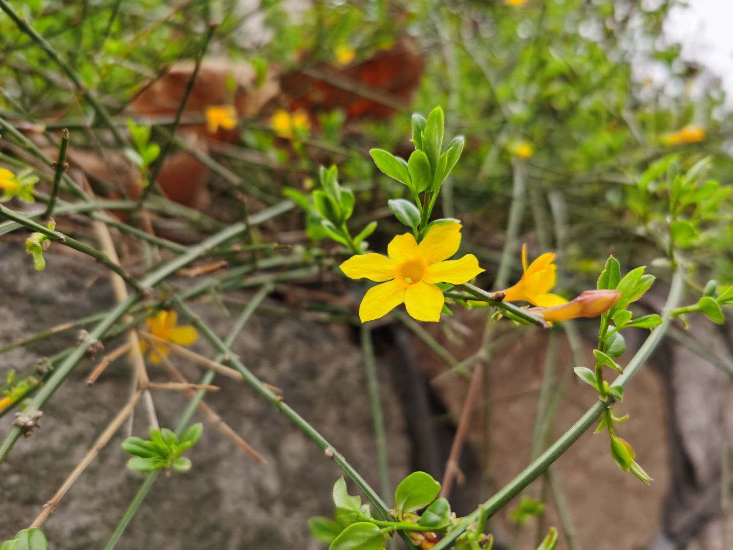 遵义适合养什么花，市花和市树是什么