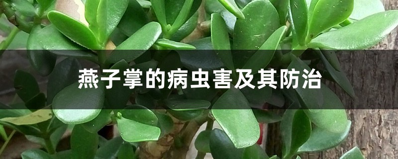 燕子掌的病虫害及其防治 燕子掌的病虫害及其防治