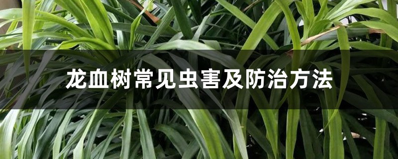 龙血树常见虫害及防治方法 龙血树常见虫害及防治方法
