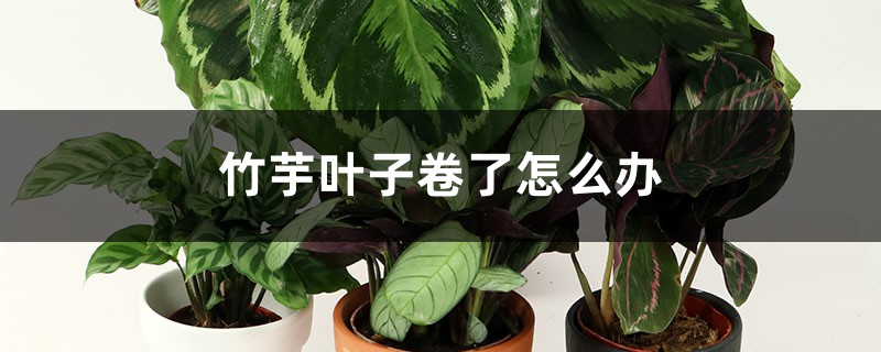 竹芋叶子卷了怎么办 竹芋叶子卷了怎么办