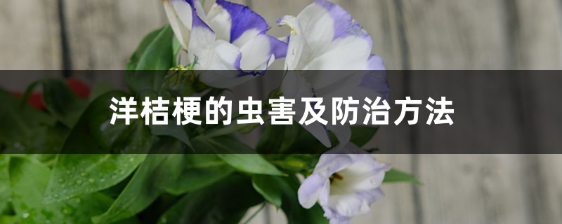 洋桔梗的虫害及防治方法 洋桔梗的虫害及防治方法